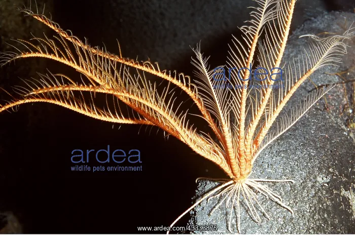 : FEATHERSTAR CRINOID - (deep sea) : FEATHERSTAR CRINOID - (deep sea)
