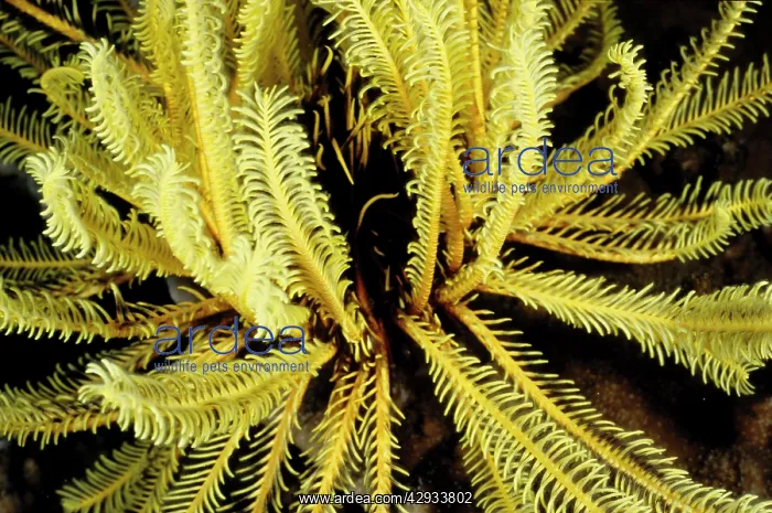 : Featherstars (Order Comatulida), named for the : Featherstars (Order Comatulida), named for the