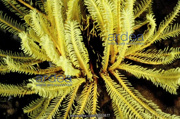 : Featherstars (Order Comatulida), named for the : Featherstars (Order Comatulida), named for the