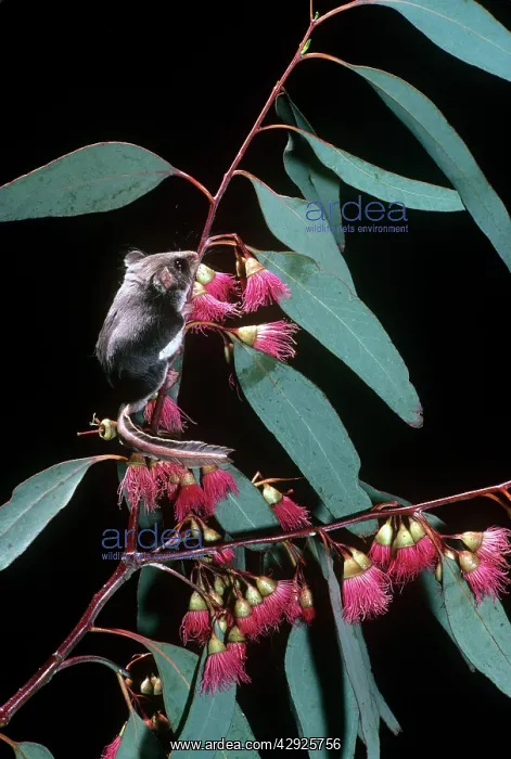 : FEATHERTAIL GLIDER ON BRANCH : FEATHERTAIL GLIDER ON BRANCH
