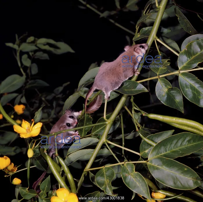 : Feathertail Glider - climbing plant stem : Feathertail Glider - climbing plant stem
