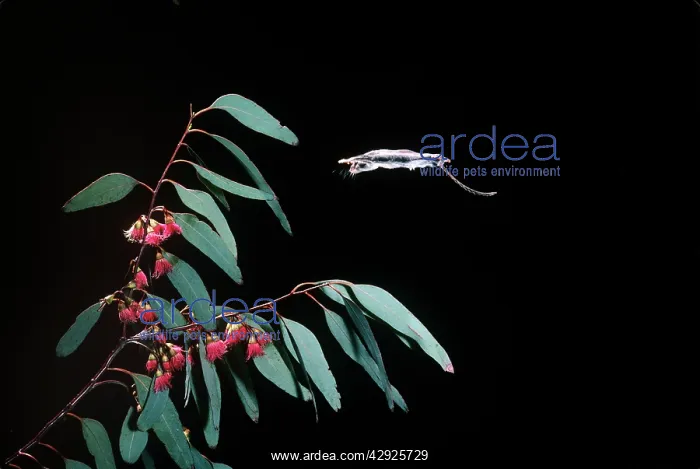 : Feathertail Glider - in flight : Feathertail Glider - in flight