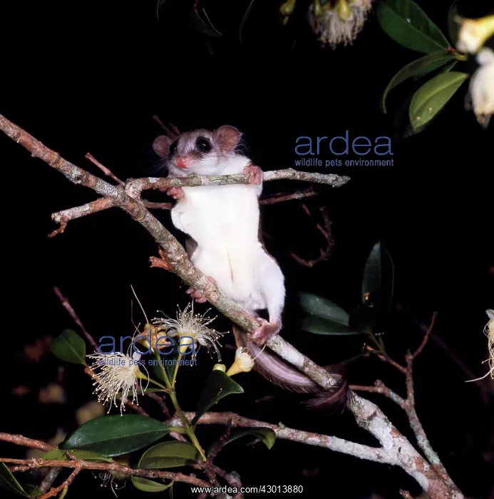 : Feathertail Glider - showing underside : Feathertail Glider - showing underside