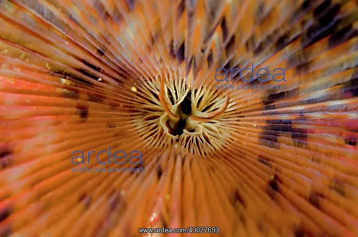 : Feathery Duster Worm : Feathery Duster Worm