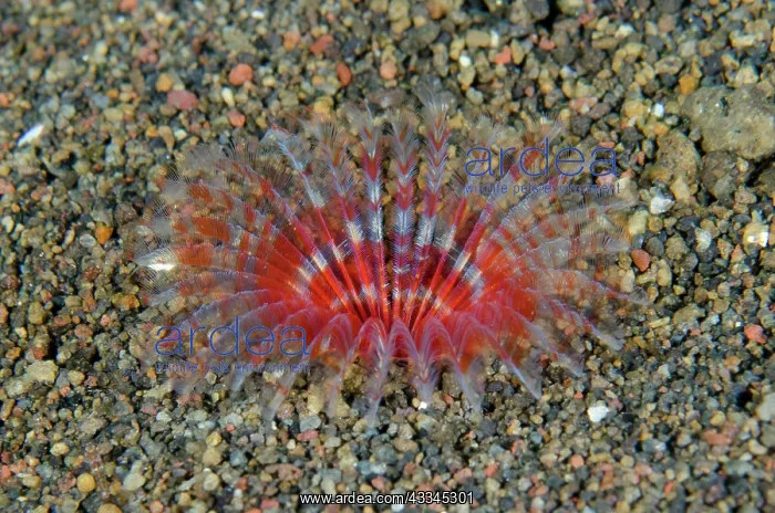 : Feathery Duster Worm - Bulaken dive site, Amed : Feathery Duster Worm - Bulaken dive site, Amed