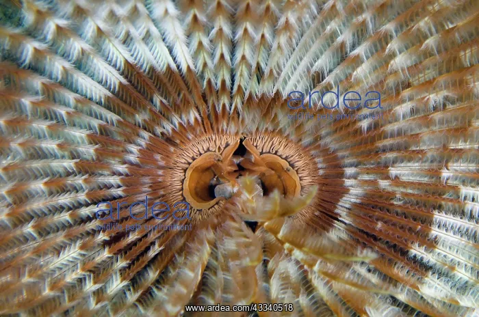 : Feathery Duster Worm - Jemeluk Gallery dive site : Feathery Duster Worm - Jemeluk Gallery dive site