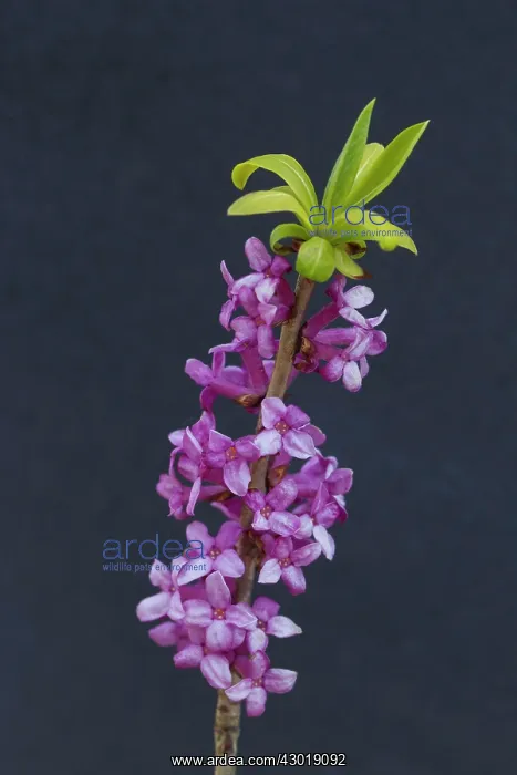  : February Daphne, Mezereon flowering