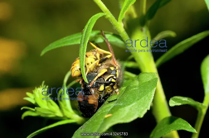 : to feed its larvae : to feed its larvae