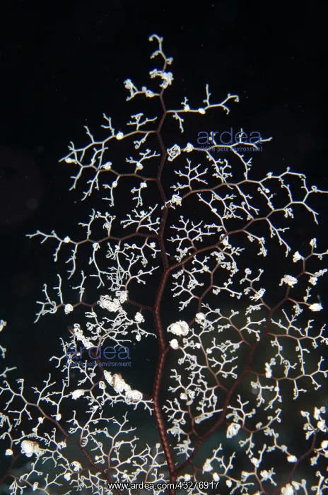 : Feeding ams of Giant Basket Star - night dive - NusaBay Menj : Feeding ams of Giant Basket Star - night dive - NusaBay Menj