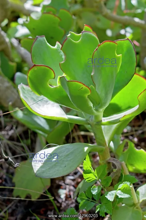 : Feeding damage to leaves of Pig's Ears succulent : Feeding damage to leaves of Pig's Ears succulent