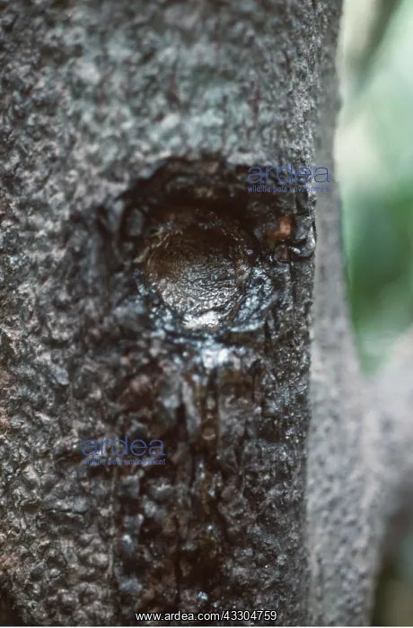 : Feeding holes in Tree gouged by Marmoset : Feeding holes in Tree gouged by Marmoset