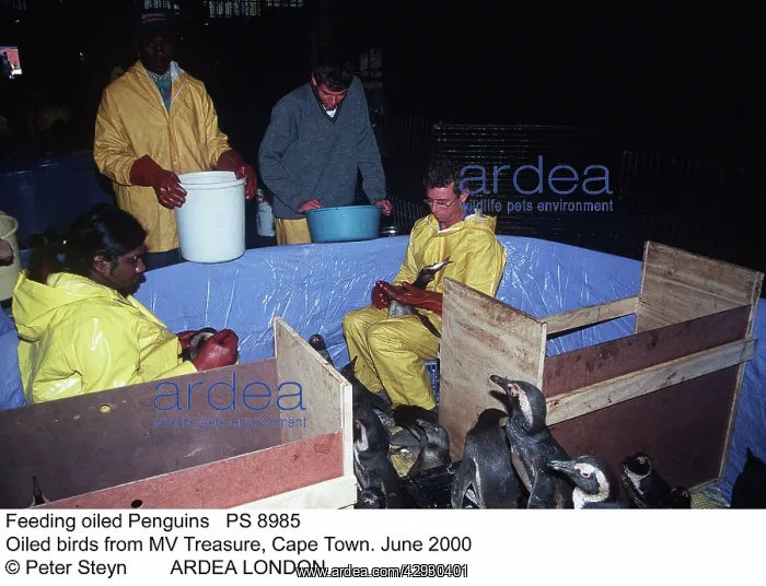 : Feeding oiled Penguins : Feeding oiled Penguins