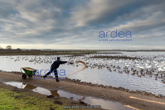 : Feeding - swans, ducks and geese : Feeding - swans, ducks and geese