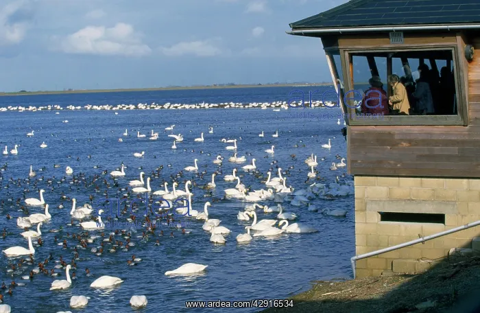 : Feeding time at Welney Wildfowl & Wetlands Trust : Feeding time at Welney Wildfowl & Wetlands Trust