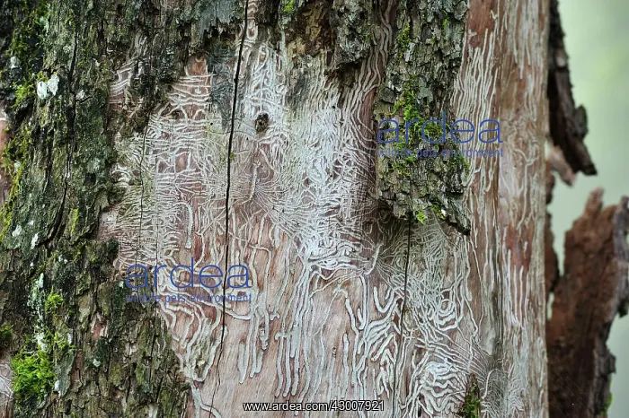 : Feeding Traces beetle larvae on tree trunk : Feeding Traces beetle larvae on tree trunk