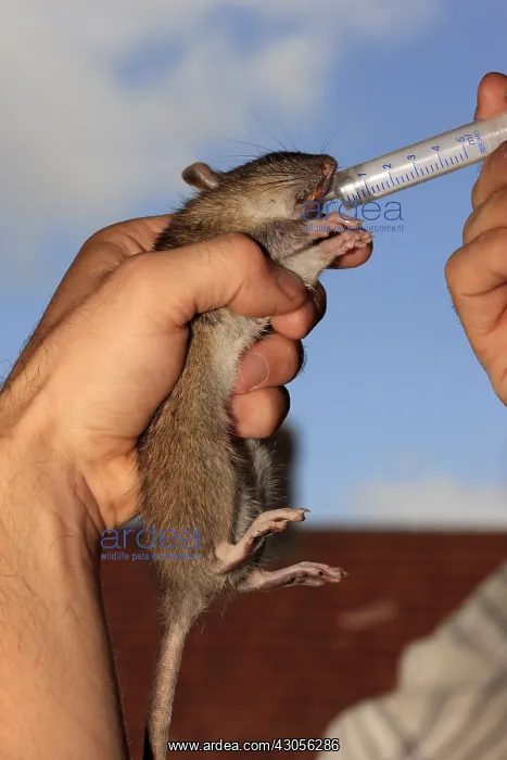 : Feeding a young rat found weak and : Feeding a young rat found weak and