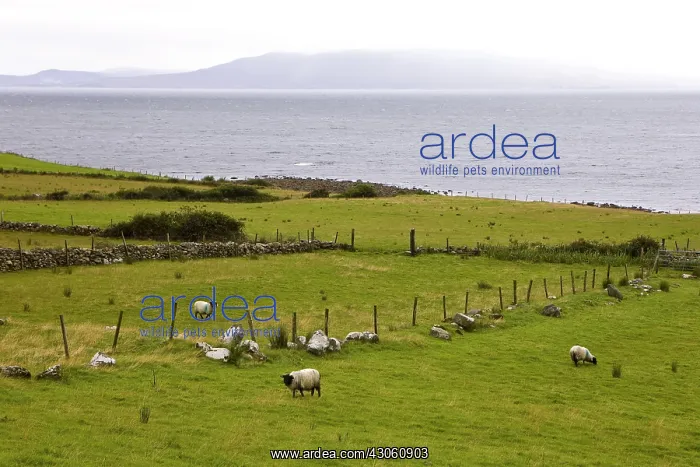 : Feeds to sheep in seaside Ireland : Feeds to sheep in seaside Ireland