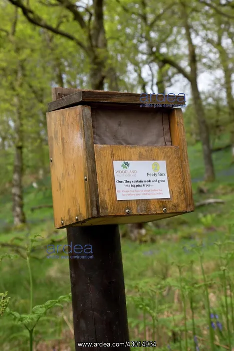 : Feely Box Glen Finglas Woodland (formerly Royal Hunting Forest). Trossachs, Scotland, UK : Feely Box Glen Finglas Woodland (formerly Royal Hunting Forest). Trossachs, Scotland, UK