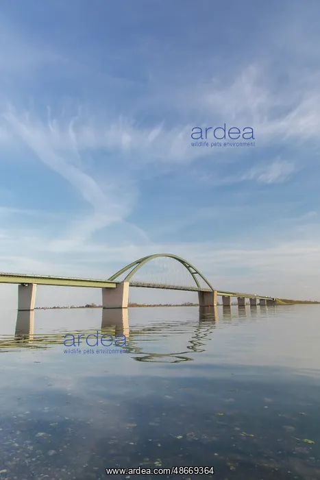 : Fehmarn Sound Bridge 05 : Fehmarn Sound Bridge 05