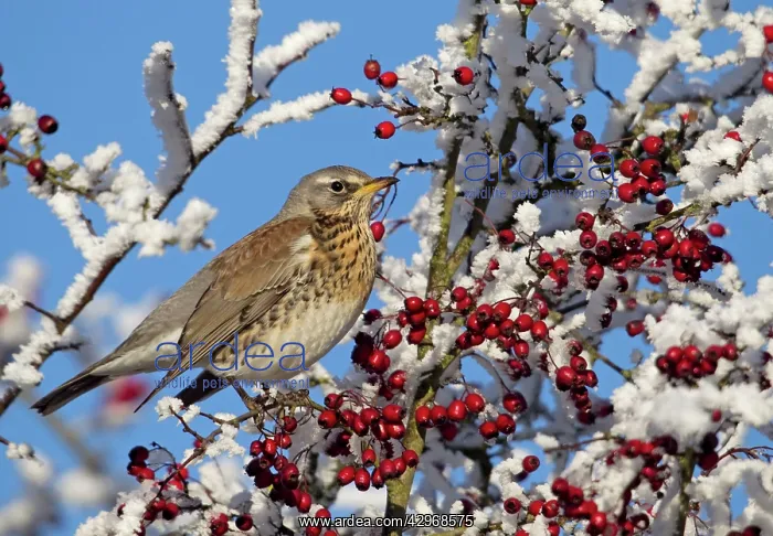: Feildfare - in a berry tree after a hoar frost - December : Feildfare - in a berry tree after a hoar frost - December