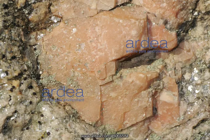 : Feldspar, a rock-forming silicate mineral which makes up as much as 60% : Feldspar, a rock-forming silicate mineral which makes up as much as 60%