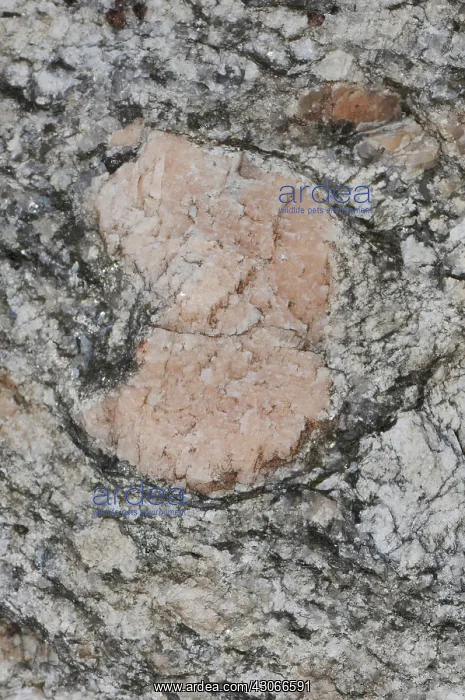  : Feldspar, a rock-forming silicate mineral which makes up as much as 60%