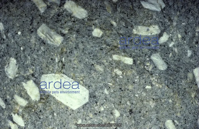: Feldspar phenocrysts, Dachang, China : Feldspar phenocrysts, Dachang, China