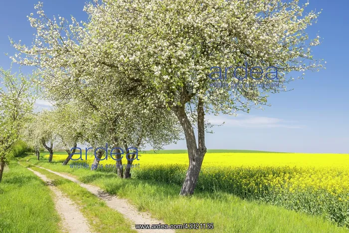 : Feldweg zwischen bluhenden Rapsfeldern (Brassica : Feldweg zwischen bluhenden Rapsfeldern (Brassica