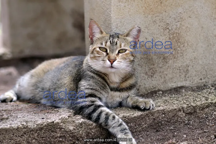  : Felidae (Felis catus), domestic animal, grey, outside