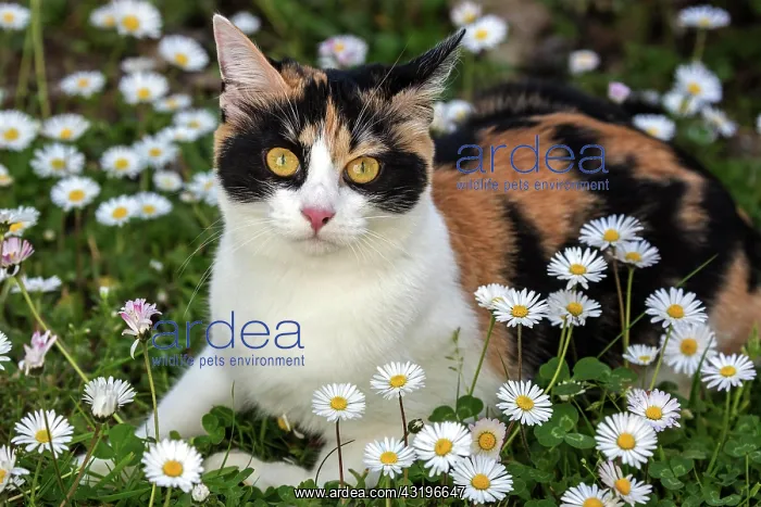 : (Felis catus), tricolor, tortoiseshell cat, located : (Felis catus), tricolor, tortoiseshell cat, located