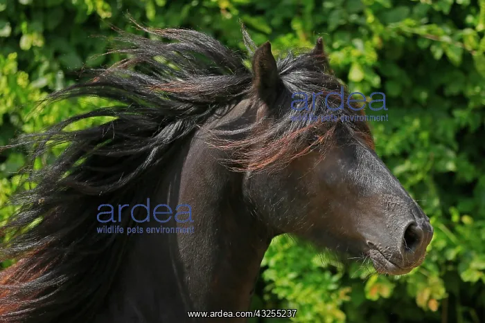 : Fell pony, portrait, Germany, Europe : Fell pony, portrait, Germany, Europe