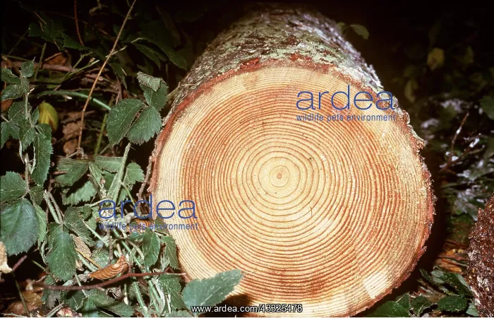 : FELLED LARCH LOG - showing growth rings : FELLED LARCH LOG - showing growth rings
