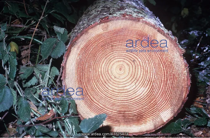 : FELLED LARCH - showing growth rings : FELLED LARCH - showing growth rings