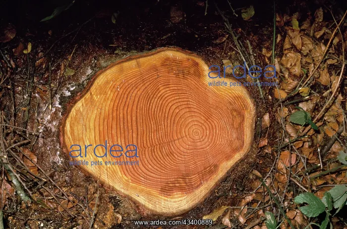  : Felled Larch - showing growth rings on stump