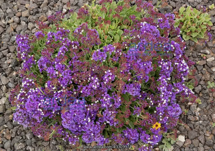 : Felty sea-lavender - endemic to Lanzarote : Felty sea-lavender - endemic to Lanzarote