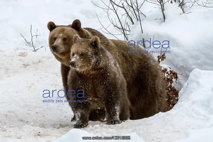 : Female and 1-year-old European brown bear (Ursus : Female and 1-year-old European brown bear (Ursus