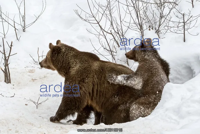 : Female and 1-year-old European brown bear (Ursus : Female and 1-year-old European brown bear (Ursus
