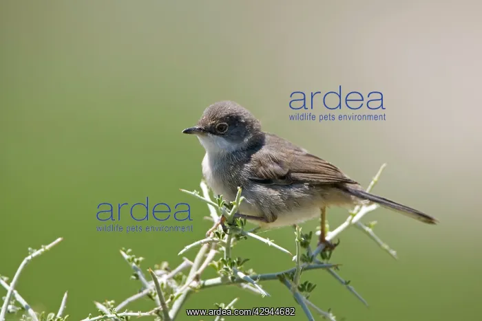 : Female of 1st winter Sardinian Warbler : Female of 1st winter Sardinian Warbler