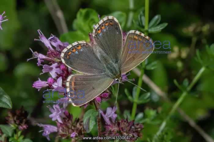 : Female Adonis blue, Lysandra bellargus, second b : Female Adonis blue, Lysandra bellargus, second b