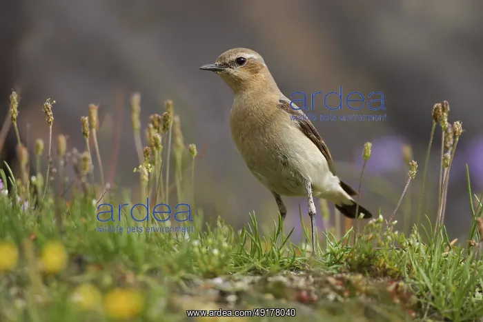 : Female, adult : Female, adult