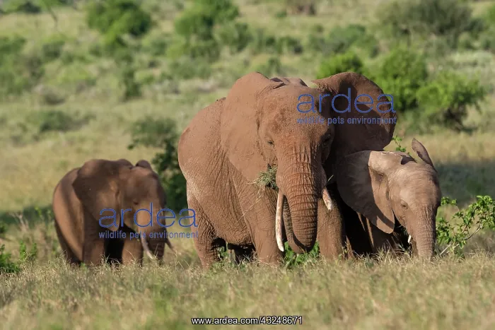 : A female African elephant (Loxodonta africana) and : A female African elephant (Loxodonta africana) and