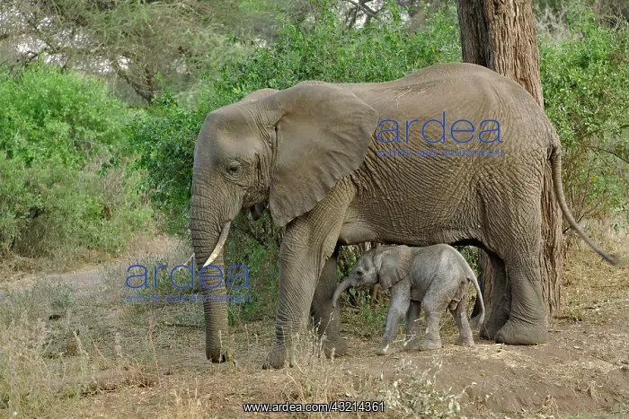 : Female African Elephant with newborn baby : Female African Elephant with newborn baby