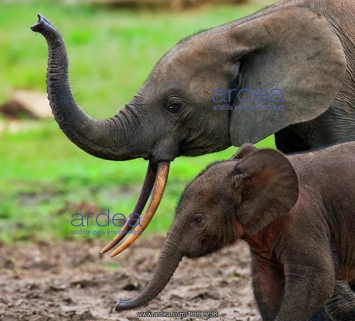 : Female African forest elephant (Loxodonta cyclot : Female African forest elephant (Loxodonta cyclot