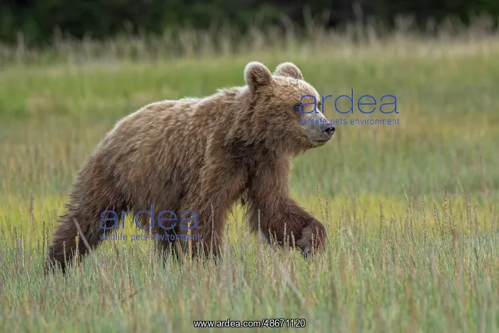 : Female Alaskan brown bear cub in meadow grasses, Lake Clark : Female Alaskan brown bear cub in meadow grasses, Lake Clark