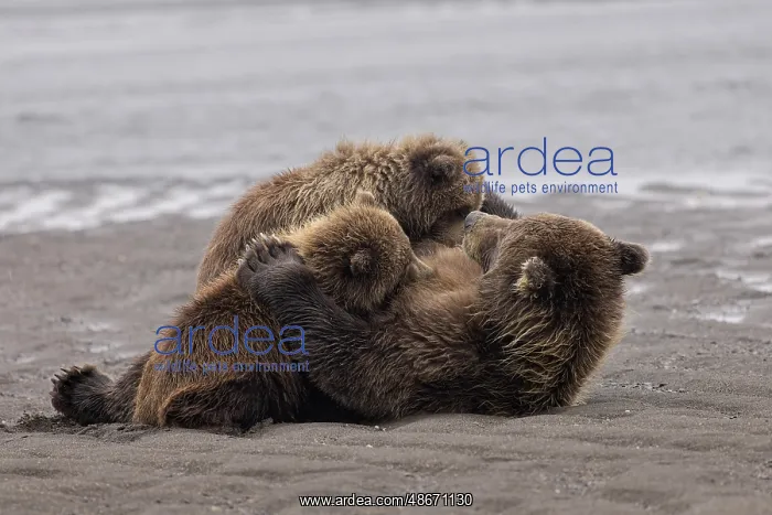 : Female Alaskan brown bear nursing two cubs, Lake Clark : Female Alaskan brown bear nursing two cubs, Lake Clark