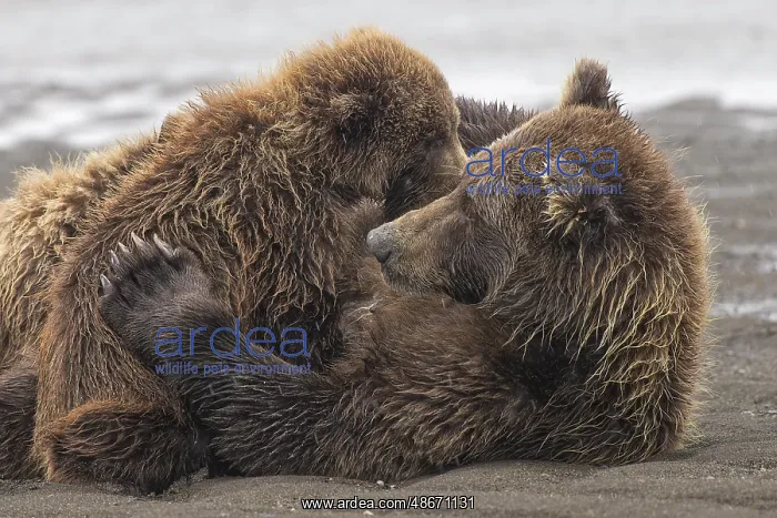  : Female Alaskan brown bear nursing two cubs, Lake Clark