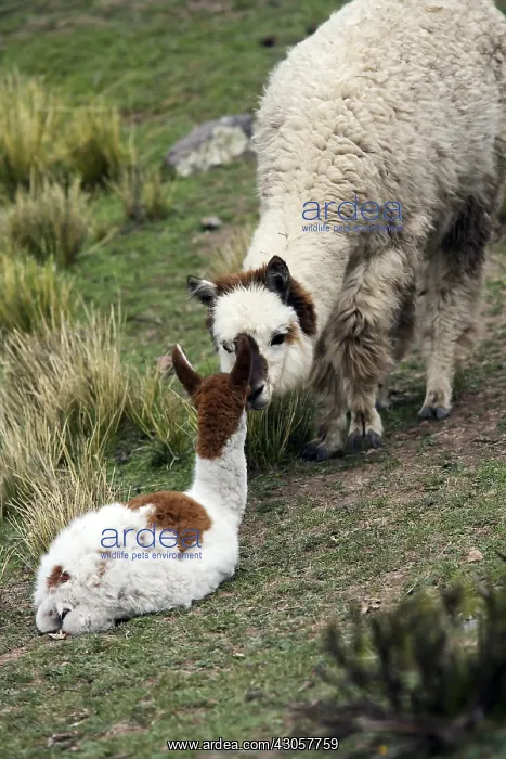 : Female Alpaca licking the nose of its small Caylloma Peru : Female Alpaca licking the nose of its small Caylloma Peru