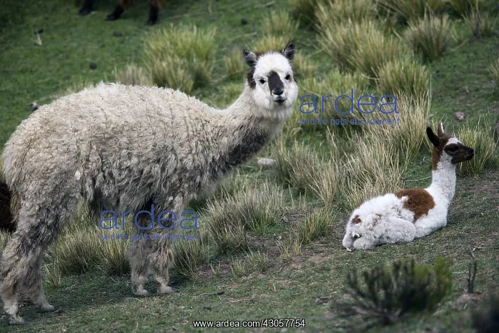 : Female Alpaca and its young Chivay Region Caylloma Peru : Female Alpaca and its young Chivay Region Caylloma Peru
