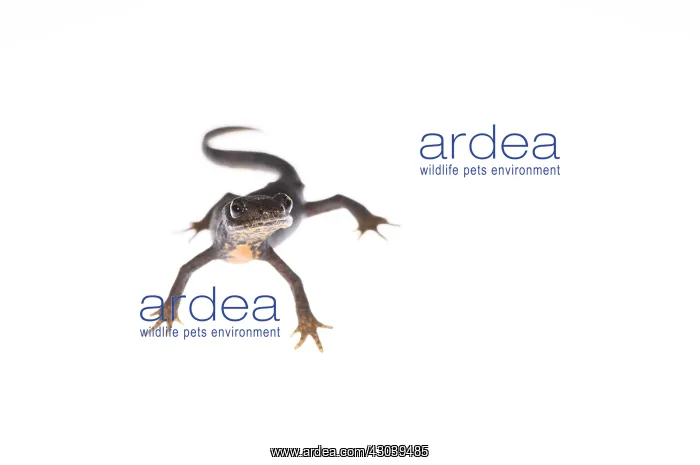 : Female of alpine newt (Ichthyosaura alpestris : Female of alpine newt (Ichthyosaura alpestris