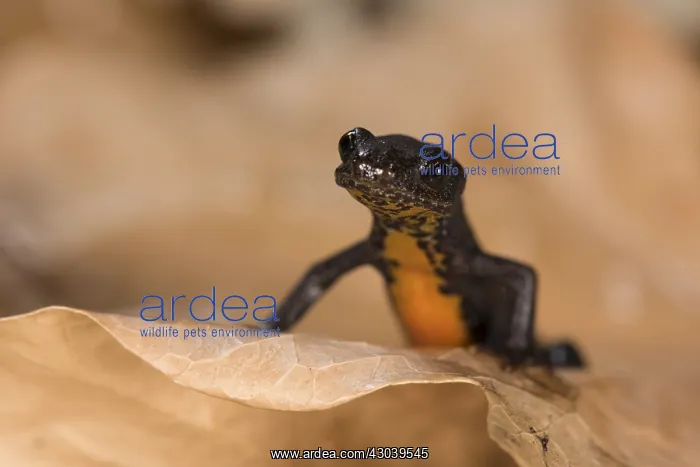 : Female of alpine newt (Ichthyosaura alpestris : Female of alpine newt (Ichthyosaura alpestris